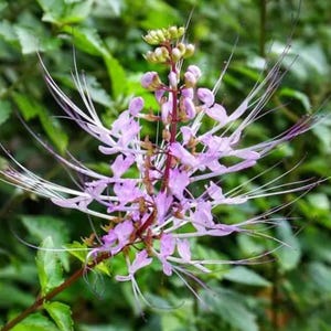 May include: Close-up of a cat's whiskers plant, featuring delicate, light purple flowers with long, white, whisker-like stamens. The plant has a reddish-brown stem and is set against a backdrop of green foliage.