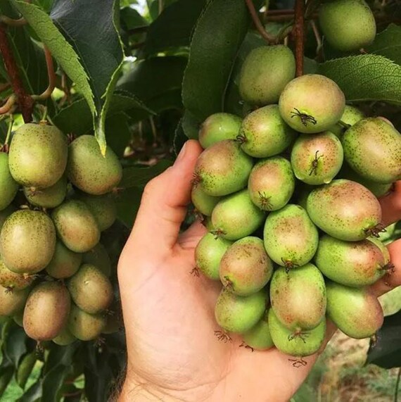 Set 2 Prolific Kiwi Starter Plants - 4-6" Tall - Ship No Pot - Hardy Kiwi Fruit Vine - Ship No Pot - Easy to Grow Plant for Garden
