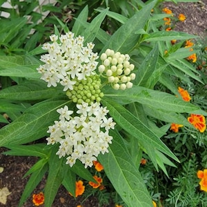May include: Close-up of a milkweed plant with clusters of small white flowers and green buds. The plant has long, green leaves and is surrounded by orange marigold flowers.