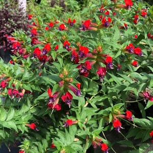 May include: A vibrant bush with numerous red flowers and dark purple centers. The flowers are tubular and stand out against the backdrop of green leaves. The image showcases a close-up view of the plant, highlighting its rich colors and textures.