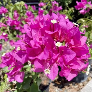 Set 2 Helen Bougainvillea Starter Plants - 4-10&quot; Tall - Hardy Bougainvillea Vibrant Flower Vine - Minimal-Care Landscape Plant