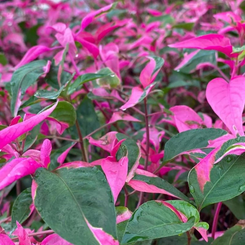 Part Time House Etsy Part Time House Etsy