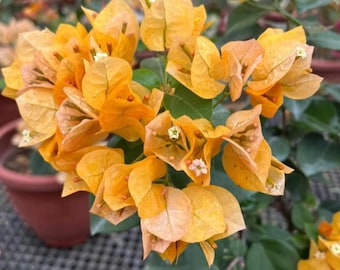 Sunrise Yellow Bougainvillea Trellis Vine EXPRESS SHIPPING