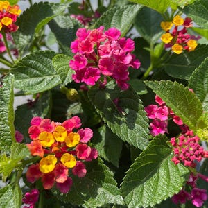May include: Close-up of a lantana plant with clusters of vibrant pink and yellow flowers. The flowers are surrounded by green, textured leaves. The image is well-lit, showcasing the plant's natural beauty.