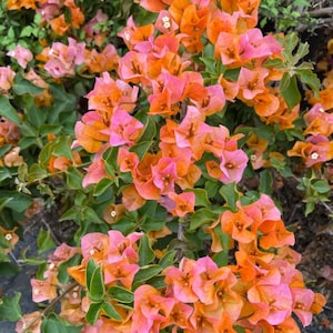 Set 2 Sundown Orange Bougainvillea Starter Plants - 4-10&quot; Tall - Hardy Bougainvillea Vibrant Flower Vine - Minimal-Care Landscape Plant