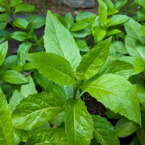 May include: Close-up of vibrant green leaves with textured surfaces. The leaves are broad and have a slightly serrated edge, with visible veins. The image showcases a lush, healthy plant, likely a type of herb or leafy green.