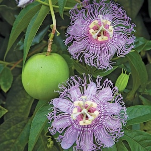 May include: Close-up of passion flowers with intricate, fringed purple petals and a central structure of white and pink. A green passion fruit hangs from a stem, surrounded by green leaves. The image showcases the beauty of the passion flower plant.