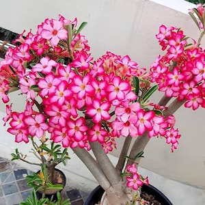 May include: A vibrant desert rose plant with clusters of bright pink flowers with white edges and yellow centers. The plant has thick, gray stems and is potted in a black container. Green leaves are visible.