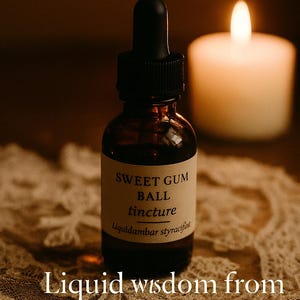 Sweet Gum Ball Tincture – Wildcrafted by The Wild Firefly