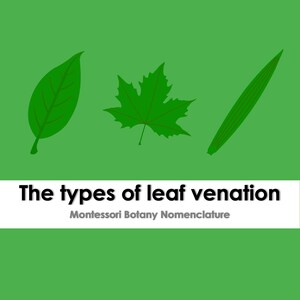 Montessori Nomenclature (English) – The types of leaf venation | Printable PDF Botany Cards (Homeschool, Montessori Materials)