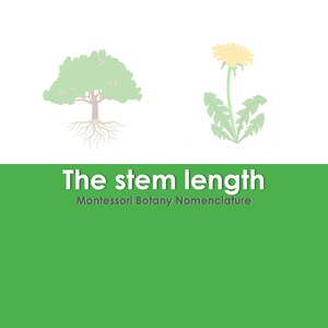 Puede incluir: Ilustración educativa de un árbol y un diente de león. El árbol es verde con un tronco marrón y raíces blancas. El diente de león tiene una flor amarilla y hojas verdes. Texto: "The stem length" y "Montessori Botany Nomenclature".