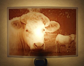 Cows  nightlight - in the french countryside