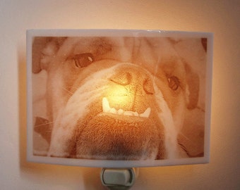 English Bulldog  nightlight