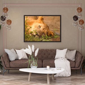 Golden-Eyed Lion