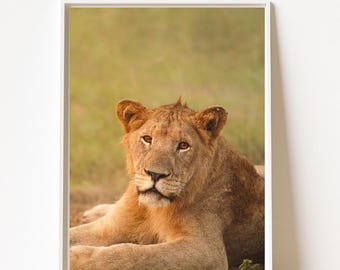 Resting Lion Portrait, Savanna King Art Print