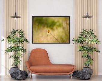 Bienenfresservogeldruck, orange und grüner Barsch