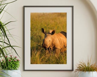 Baby Rhino at Sunset (II)