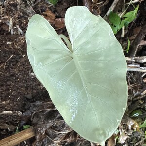 100%  white Alocasia macrorrhiza variegata