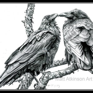 Raven pencil art, signed print 8x10