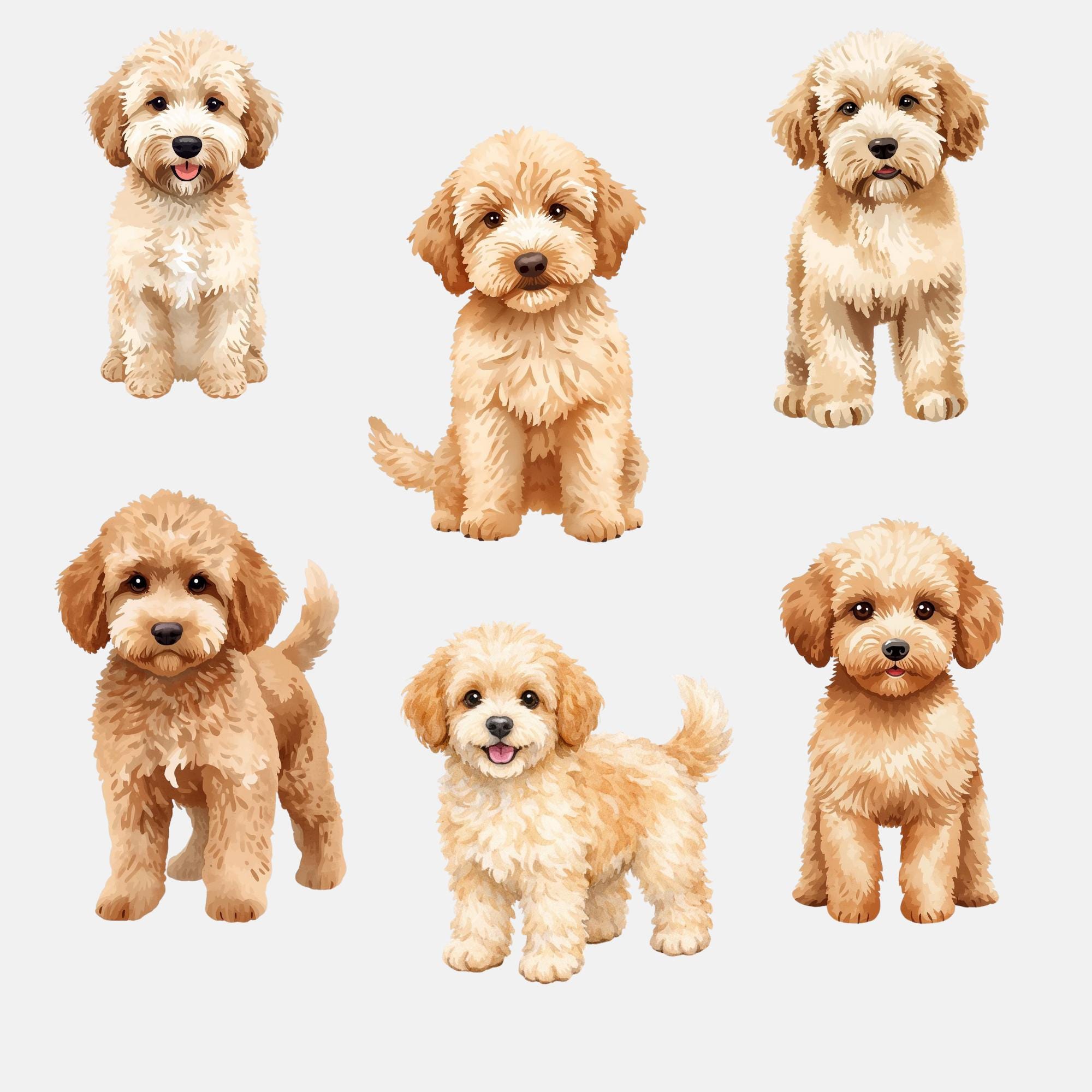 Labradoodle Watercolor Clipart Bundle | Fluffy Dog PNG, Doodle Puppy ...