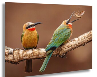 Bienenfresser Vögel Foto: Botswana Wildlife Print, Safari Dekor