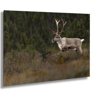 Caribou Photo Alaska Wildlife Print Reindeer Wall Art Animal Photography Nature Decor Caribou In Tundra Picture Arctic Wilderness