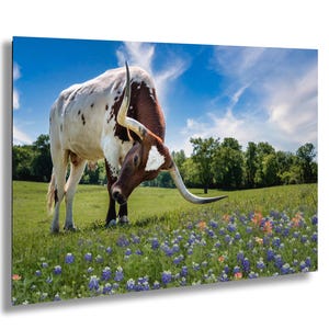 Texas Longhorn & Bluebonnet Photo: Western Landscape Art Print