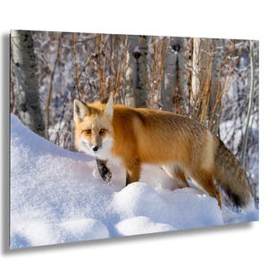 Red Fox In Snow Foto Grand Teton Wyoming Wildlife Print Animal Wall Art Fox Photography Winter Natuur Decor Oxbow Bend Cover foto