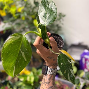 May include: A Philodendron White Princess plant with three distinct leaves featuring green and white variegation. The plant is rooted in a small black plastic nursery pot filled with dark soil, showing speckled patterns on the foliage.