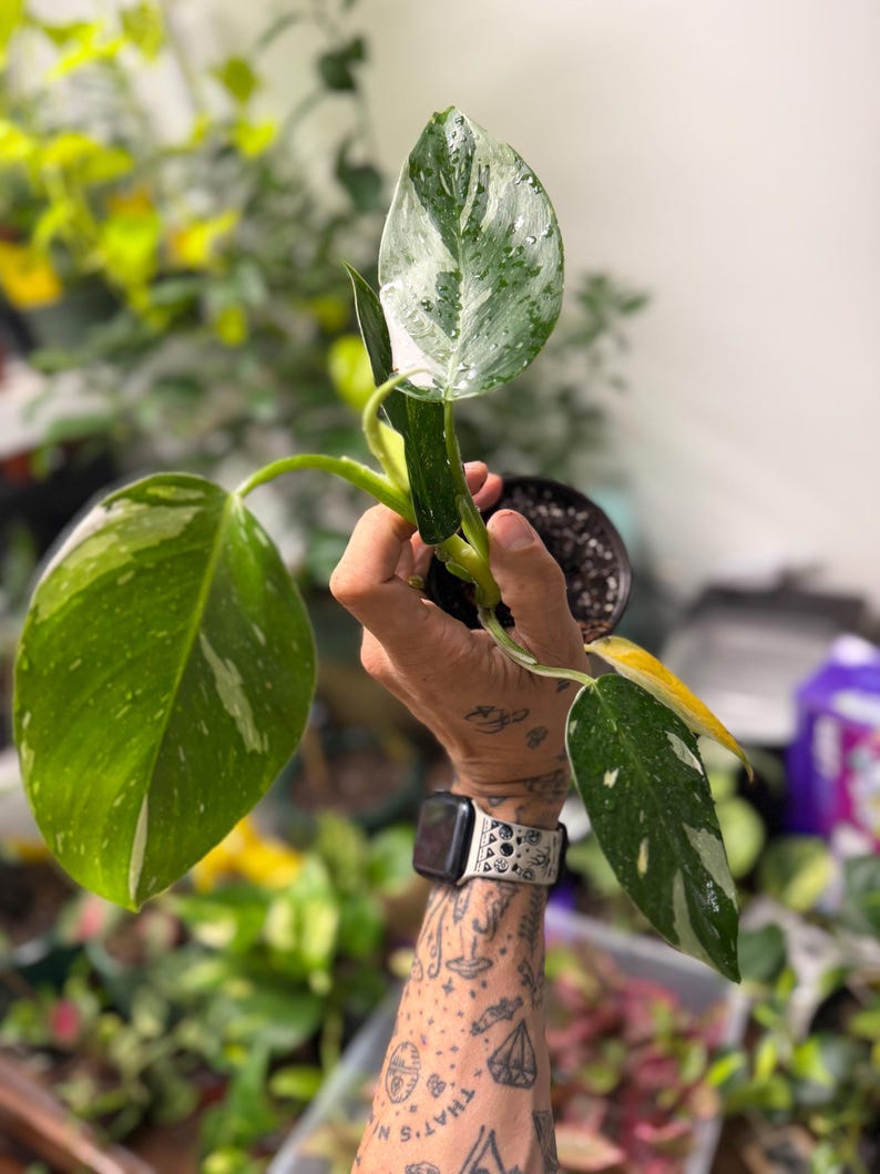 May include: A Philodendron White Princess plant with three distinct leaves featuring green and white variegation. The plant is rooted in a small black plastic nursery pot filled with dark soil, showing speckled patterns on the foliage.