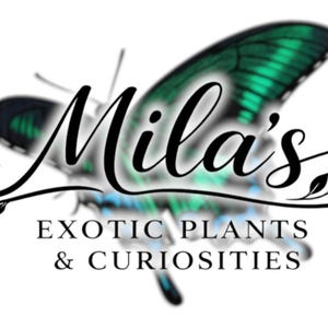May include: The Mila's Exotic Plants & Curiosities logo. It shows a butterfly with teal and black wings. The text "Mila's" is in cursive, with the words "Exotic Plants & Curiosities" below in a sans-serif font.