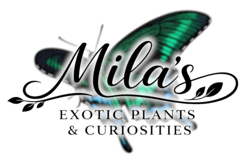May include: The Mila's Exotic Plants & Curiosities logo. It shows a butterfly with teal and black wings. The text "Mila's" is in cursive, with the words "Exotic Plants & Curiosities" below in a sans-serif font.