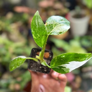 May include: A small Philodendron White Princess plant in a square black plastic nursery pot. The plant features four distinct leaves with variegated patterns of deep green, light green, and white splashes, growing from a central stem.
