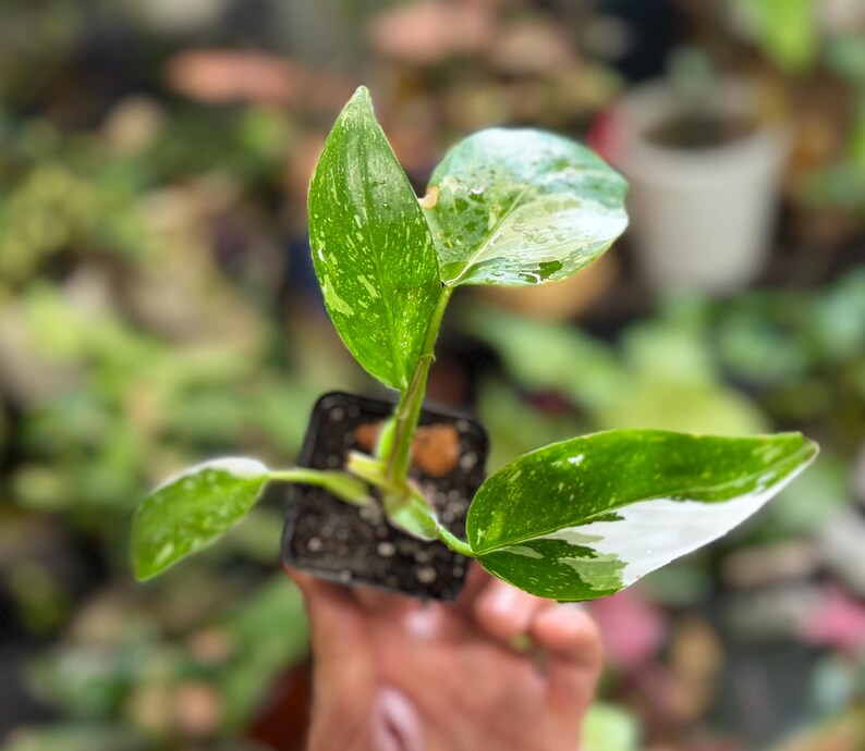 May include: A small Philodendron White Princess plant in a square black plastic nursery pot. The plant features four distinct leaves with variegated patterns of deep green, light green, and white splashes, growing from a central stem.