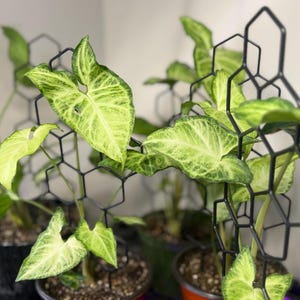May include: Two potted Syngonium plants with variegated light green and dark green arrow-shaped leaves. Each plant is supported by a black metal trellis featuring a geometric honeycomb pattern made of interconnected hexagonal wire frames.