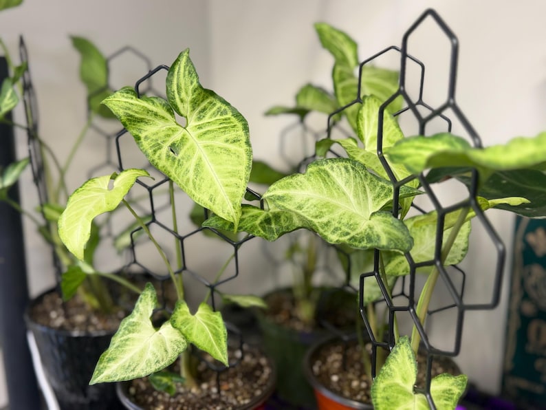 May include: Two potted Syngonium plants with variegated light green and dark green arrow-shaped leaves. Each plant is supported by a black metal trellis featuring a geometric honeycomb pattern made of interconnected hexagonal wire frames.