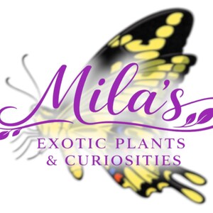 May include: Logo for "Mila's Exotic Plants & Curiosities" with a butterfly design. The butterfly has black and yellow wings, with the business name in purple script. The text "EXOTIC PLANTS & CURIOSITIES" is below the name, all on a white background.
