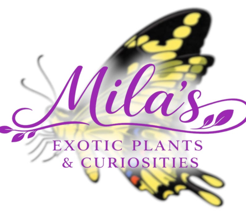 May include: Logo for "Mila's Exotic Plants & Curiosities" with a butterfly design. The butterfly has black and yellow wings, with the business name in purple script. The text "EXOTIC PLANTS & CURIOSITIES" is below the name, all on a white background.