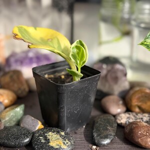 Pode incluir: Uma pequena planta variegada com folhas amarelas e verdes crescendo num vaso quadrado de pl&aacute;stico preto. A planta apresenta uma folha grande e alongada com variega&ccedil;&atilde;o amarela e uma folha mais pequena, verde e branca, na base.
