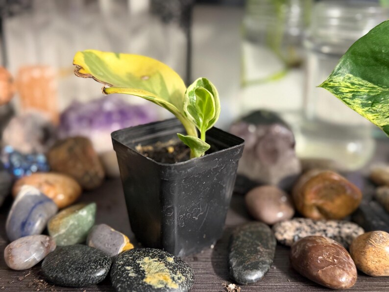 Pode incluir: Uma pequena planta variegada com folhas amarelas e verdes crescendo num vaso quadrado de pl&aacute;stico preto. A planta apresenta uma folha grande e alongada com variega&ccedil;&atilde;o amarela e uma folha mais pequena, verde e branca, na base.