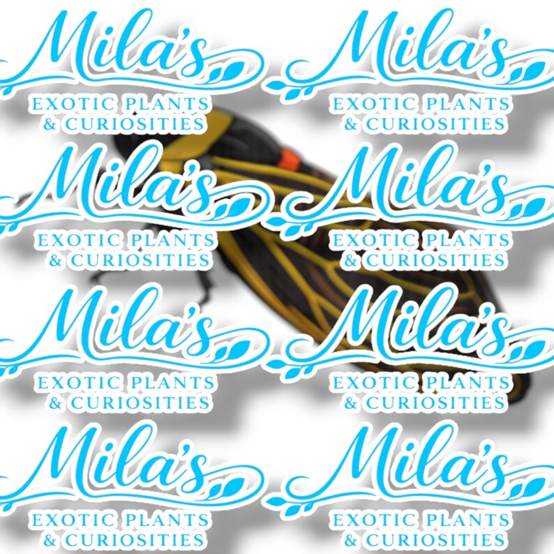 K&ouml;nnte beinhalten: Wiederholendes Muster von Aufklebern mit dem Text "Mila's Exotic Plants & Curiosities" in hellblauer Schrift. Im Hintergrund ist eine Zikade mit gelben, schwarzen und orangefarbenen Markierungen zu sehen.