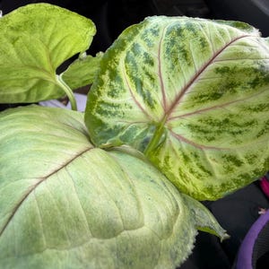 May include: A Syngonium plant featuring large, heart-shaped leaves with a variegated pattern of light green and cream. The foliage displays prominent, thin reddish-pink veins radiating from the center, with darker green mottled spots.