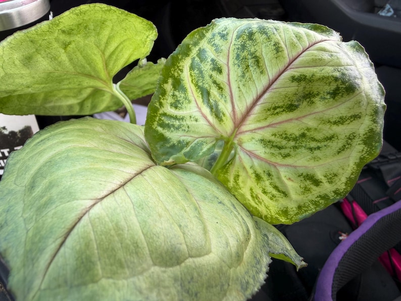 May include: A Syngonium plant featuring large, heart-shaped leaves with a variegated pattern of light green and cream. The foliage displays prominent, thin reddish-pink veins radiating from the center, with darker green mottled spots.
