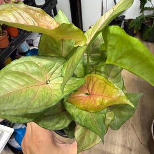 May include: A Syngonium plant featuring arrow-shaped leaves with a variegated color palette of light green, lime, and soft pink hues. The foliage displays prominent veining and a smooth texture, with some leaves showing a gradient of pink at the center.