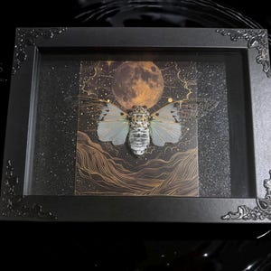 White Ghost Cicada Framed Art, Full Moon Shadow Box, Ornate Gothic Decor, 5x7 image 1