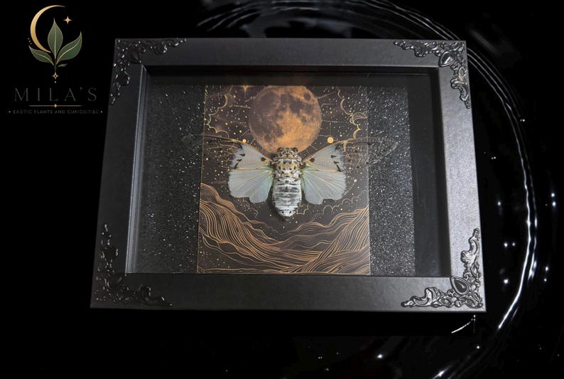 White Ghost Cicada Framed Art, Full Moon Shadow Box, Ornate Gothic Decor, 5x7 image 1