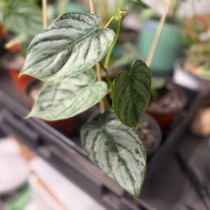 May include: A Philodendron brandtianum plant featuring heart-shaped leaves with a variegated pattern of metallic silver and deep green. The foliage displays a distinct silvery sheen across the surface, supported by thin wooden stakes in a small pot.
