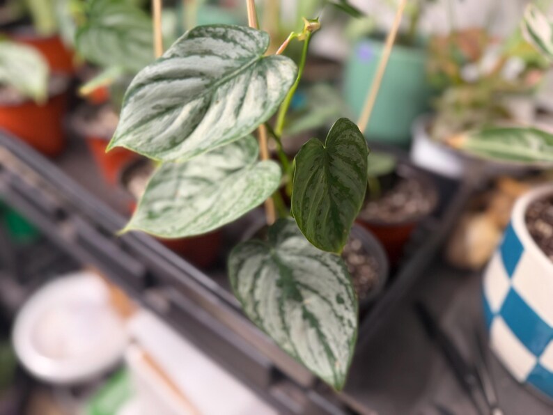 May include: A Philodendron brandtianum plant featuring heart-shaped leaves with a variegated pattern of metallic silver and deep green. The foliage displays a distinct silvery sheen across the surface, supported by thin wooden stakes in a small pot.