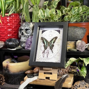 Puede incluir: Una impresi&oacute;n enmarcada con una mariposa de alas verdes y negras, presentada sobre un caballete de madera. La impresi&oacute;n tiene un marco negro y est&aacute; colocada sobre un fondo con im&aacute;genes celestiales e inspiradas en el tarot. La escena incluye plantas, cristales y objetos decorativos.