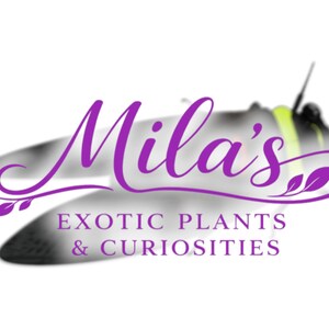 Pode incluir: O logotipo da Mila's apresenta o nome em roxo sobre uma silhueta de inseto desfocada. Abaixo, o texto "EXOTIC PLANTS & CURIOSITIES" est&aacute; em roxo. Sugere uma loja de plantas e curiosidades ex&oacute;ticas.